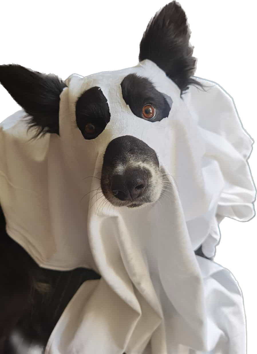 Hund Gespenst